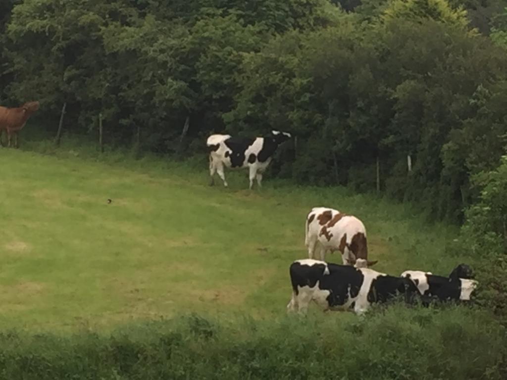 Melorne Farm Panzió Camelford Kültér fotó